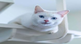 Ankara'nın Sembolü Ankara Kedisi: Keçi Değil, Zarif Bir Miras