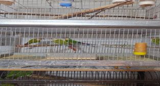 Antalya'da Belgesiz 24 Papağana El Konuldu, Cezai İşlem Uygulandı