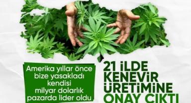 Resmi Gazete'de yayınlandı: 21 ilde kenevir üretimi yapılabilecek