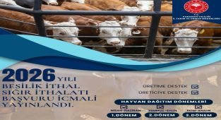 2026 Yılı Besilik Sığır İthalatı Başvuru Listesi Askıya Çıktı