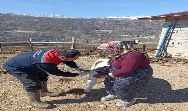 Karaman'da Büyükbaş Hayvanlarda Küpeleme Çalışmaları Sürüyor