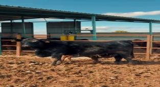 Kazımkarabekir'de Kırsalda Bereket Projesi Kapsamında Gelen Hayvanlar Doğum Yapmaya Başladı