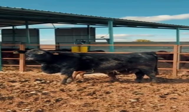 Kazımkarabekir'de Kırsalda Bereket Projesi Kapsamında Gelen Hayvanlar Doğum Yapmaya Başladı