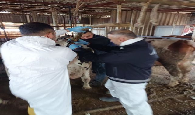 Antalya'da Veba, Brusella ve Şap Hastalıklarına Karşı Aşı ve Kan Alma Çalışmaları Yapıldı