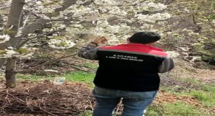 Sarıveliler'de Meyve Bahçelerinde Fenolojik Gözlemler Sürüyor