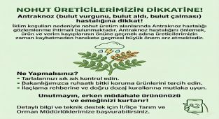 Nohut Üreticilerine Antraknoz Hastalığı Uyarısı