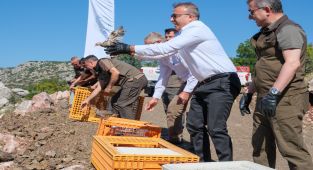 Karaman'da 400 Kınalı Keklik Doğaya Salındı
