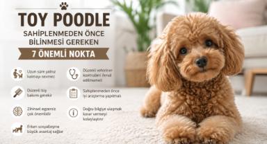 Toy Poodle Sahiplenmeden Önce Bilinmesi Gereken 7 Önemli Nokta