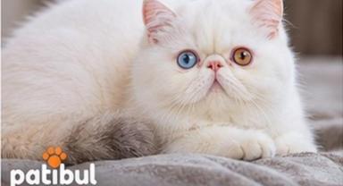Exotic Shorthair Hakkında Bilinmeyen 10 Özellik ve Bakım Rehberi