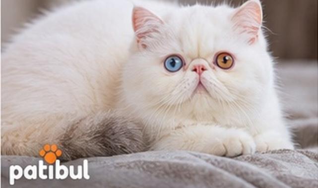 Exotic Shorthair Hakkında Bilinmeyen 10 Özellik ve Bakım Rehberi