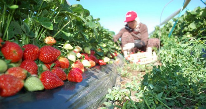 Mevsimlik İşçiydi Çilek Üreticisi Oldu