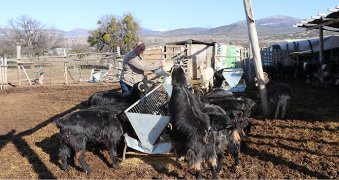 Kurtların saldırdığı sürüde 45 keçi telef oldu