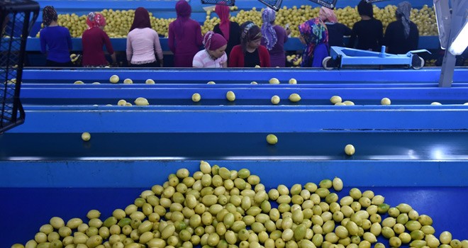 Üreticiler Yeni Sezondan Umutlu