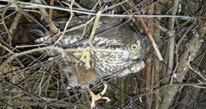 Tellere takılmış ve donmak üzere olan doğan kurtarıldı
