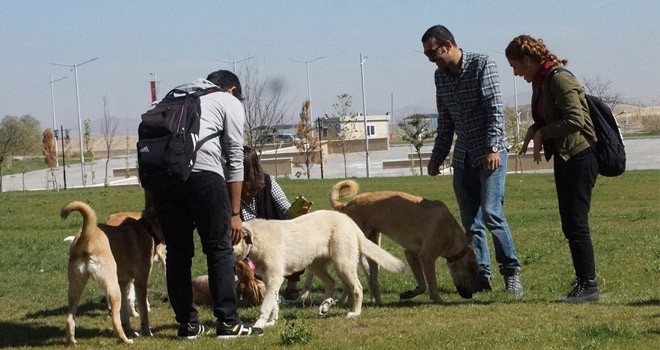 Hayvanlar İçin kulüp Kurdular