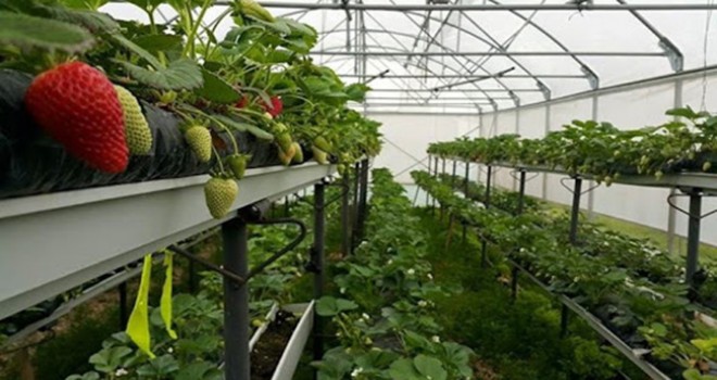 Belediye'den çilek üretiminde destek