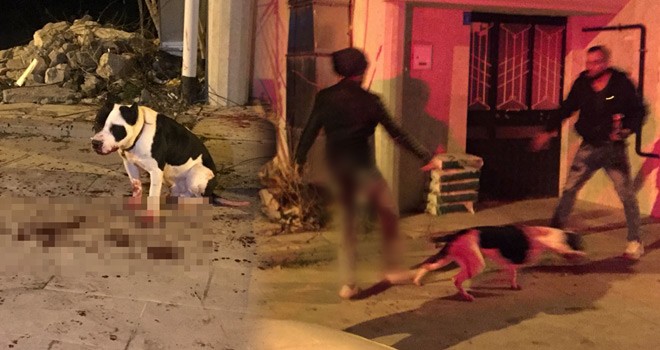 Hem Sahibini Hem Köpeğini Bıçakladılar
