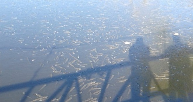 Nifrit deresini kirleten iki fabrikaya 144 bin 394 lira ceza kesildi