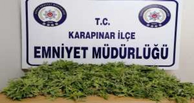 Karapınar'da 820 kök Hint keneviri ele geçirildi