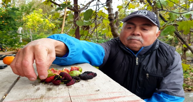 Osmaniye'de incir ve dut ağaçları kışın meyve verdi