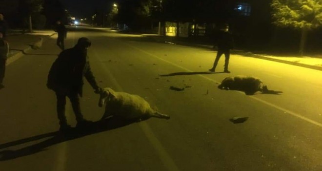 Isparta'da otomobil çobana ve koyunlara çarptı