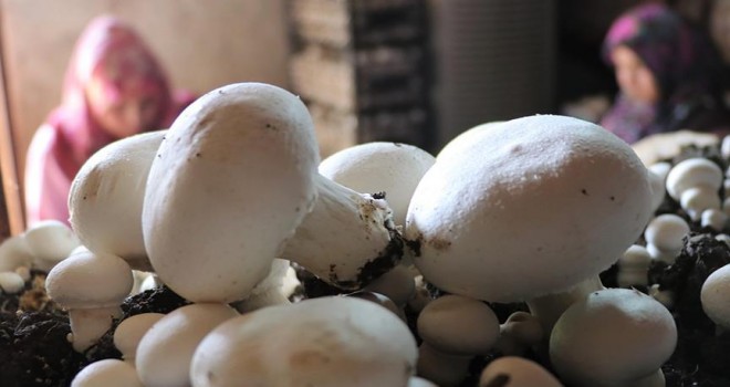 Mantar Üreterek Köyünde Tersine Göçü Teşvik Etti