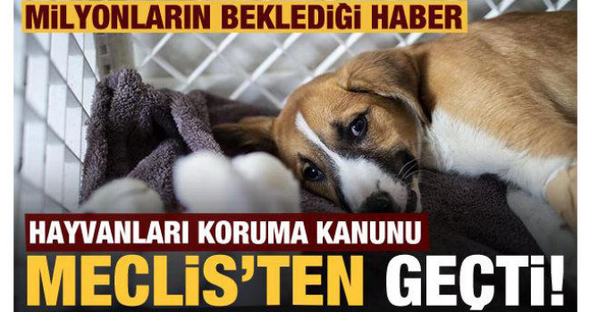 Hayvanları Koruma Kanunu teklifi TBMM’den geçti