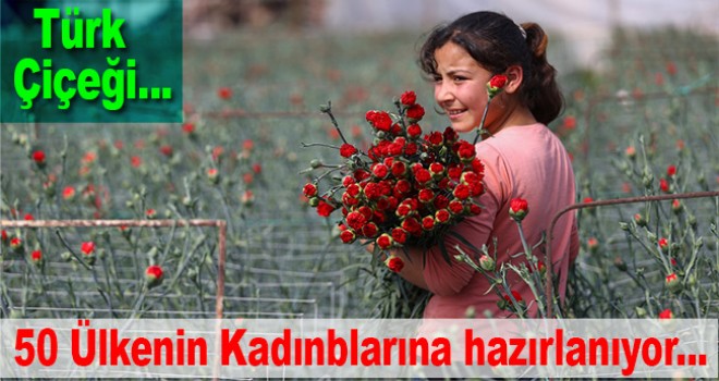 Türk çiçeği 50 ülkenin kadınları için hazırlanıyor