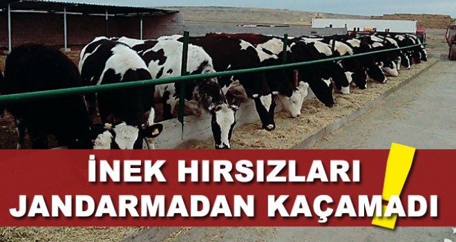 Kameni'den Çalınan Hayvanların Hırsızlarından Biri Yakalandı