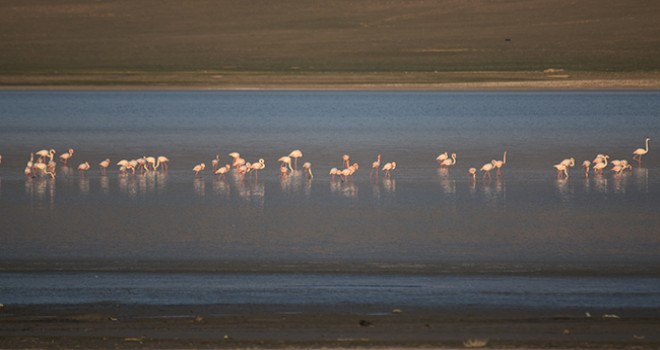 Düden Gölü'nün misafirleri flamingolar geldi