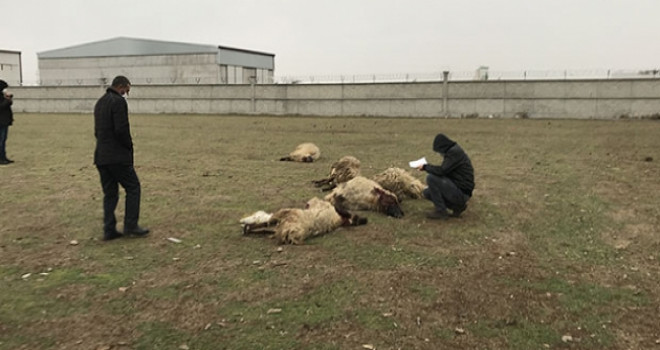 Zehirlenen 26 küçükbaş hayvan telef oldu