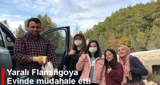 Yaralı bulunan flamingo koruma altına alındı