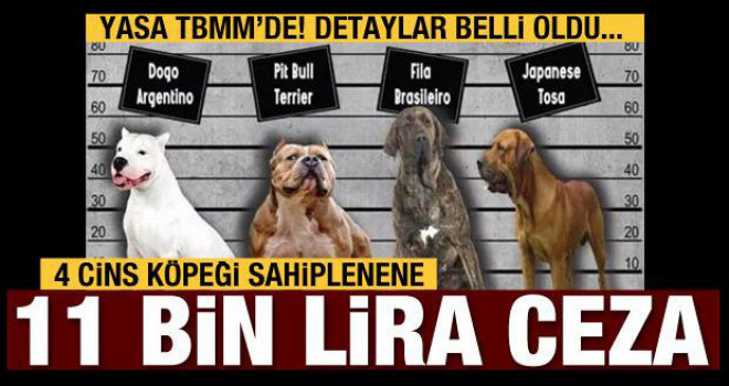 Bu 4 köpek türünü sahiplenenler ceza ödeyecek!