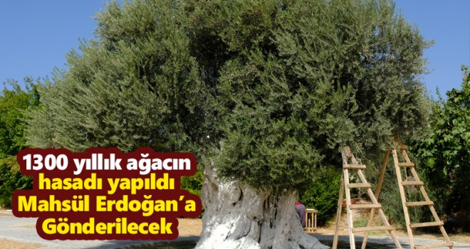 1300 yıllık ağacın hasadı yapıldı Mahsül Erdoğan’a Gönderilecek