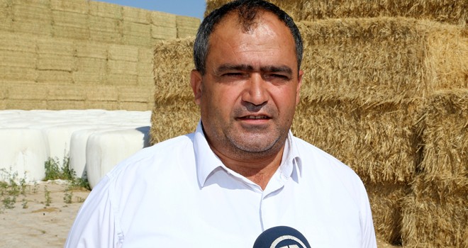 Yarış atlarının yemleri Aksaray'dan