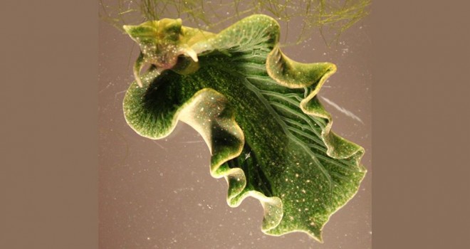 fotosentez yapan deniz salyangozu keşfedildi