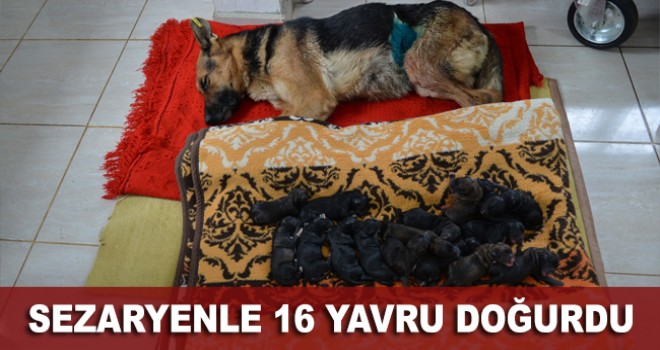 Sezaryenle 16 yavru doğurdu