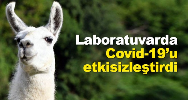 Lamalardan alınan iki antikor, laboratuvar ortamında Kovid-19'u etkisizleştirdi