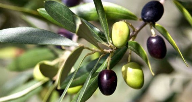 Marmarabirlik Zeytin Fiyatlarını Açıkladı
