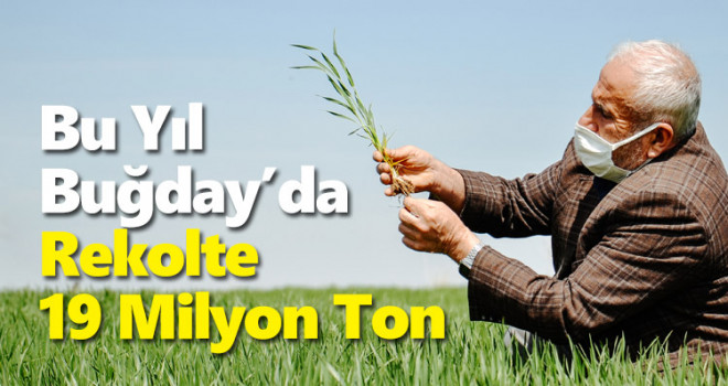Buğdayda bu sezon rekolte beklentisi 19 milyon ton