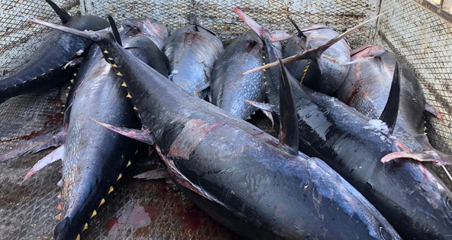 Kayıt dışı avlanan bir ton orkinosa el konuldu