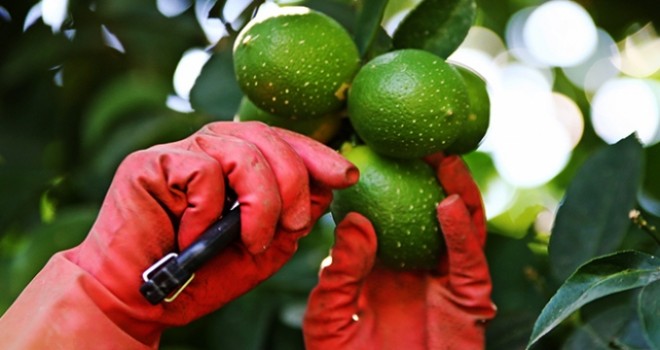 Limonda Beklendi 350 Bin Ton