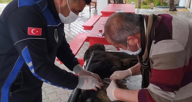 Mut'ta yaralı köpek tedavi altına alındı
