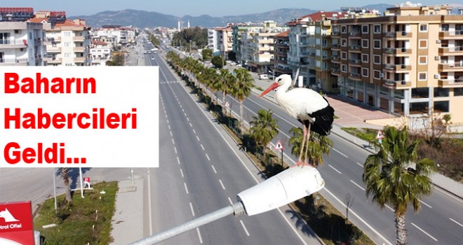 Baharın habercisi leylekler yuvalarına dönüyor