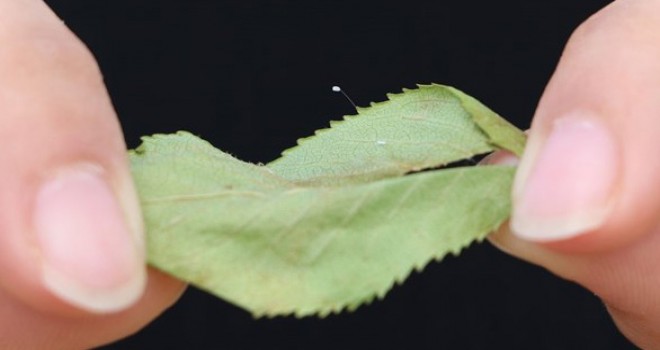 3 bin yılda açtığına inanılan 'udumbara' çiçeği görüldü
