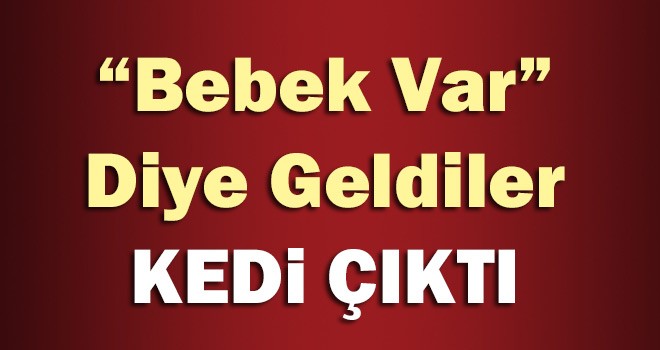 “Bebek Var” Diye Geldiler Kedi Çıktı