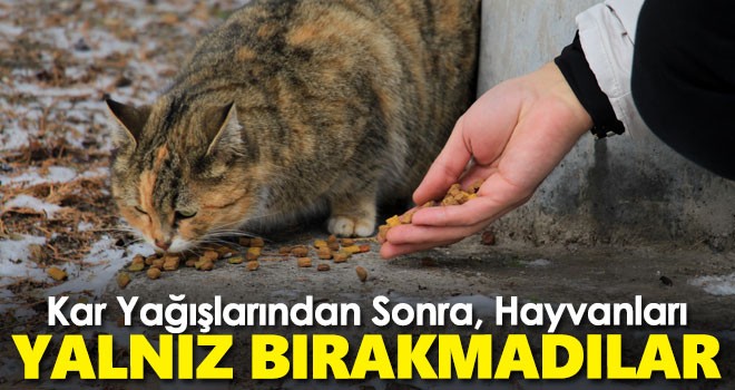 Kar Yağışlardan Sonra Hayvanlara Yem Bıraktılar