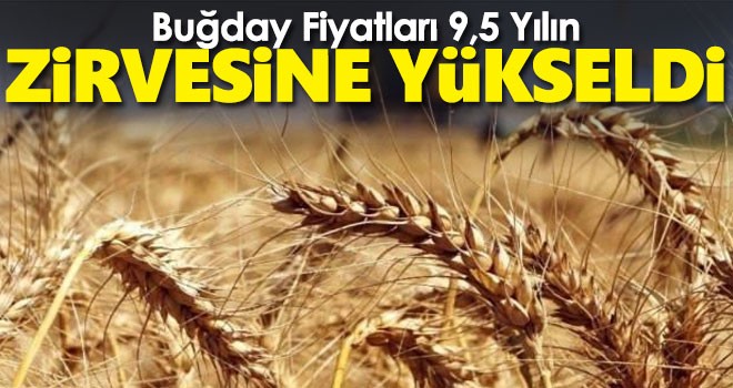 Buğday fiyatları 9,5 yılın zirvesine yükseldi