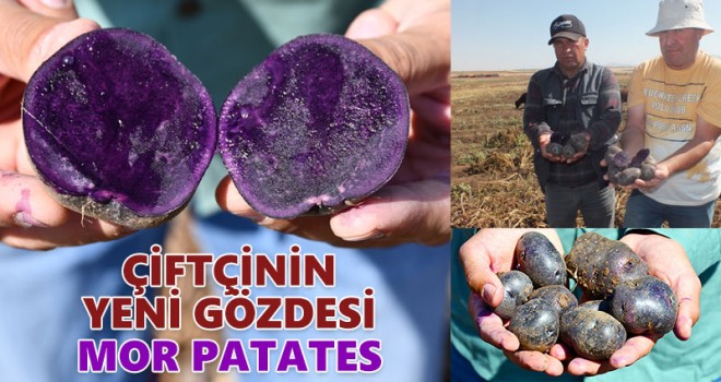 Çiftçinin Yeni Gözdesi Mor Patates