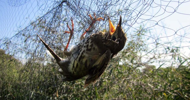 Kaçak Kuş Avına 14 Bin Lira Ceza